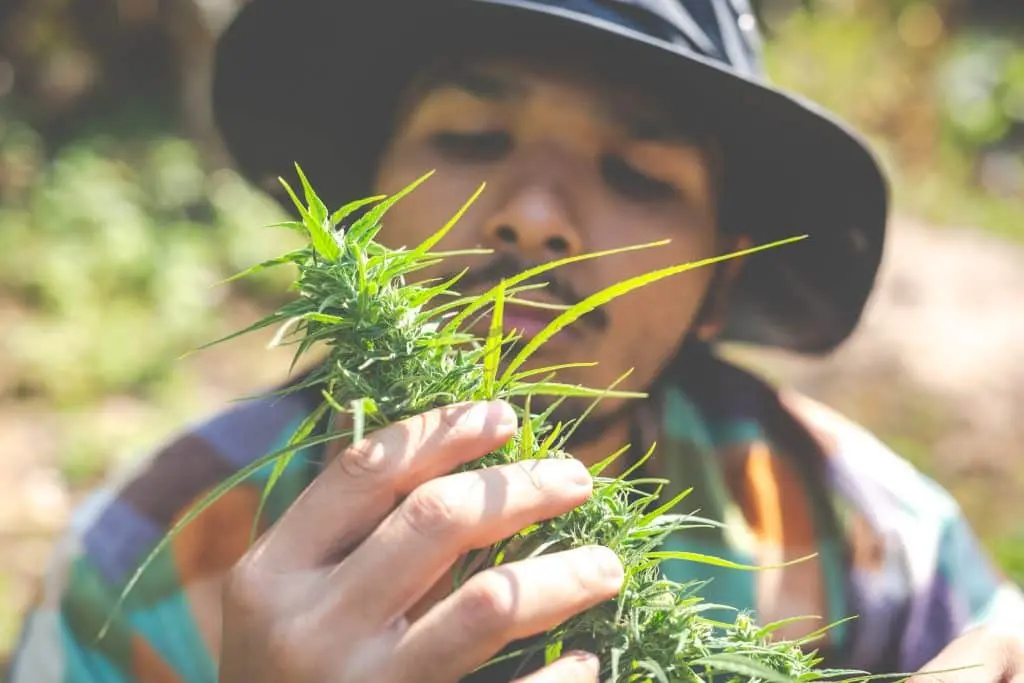 Farmers hold marijuana cannabis trees their farms 1024x683 1