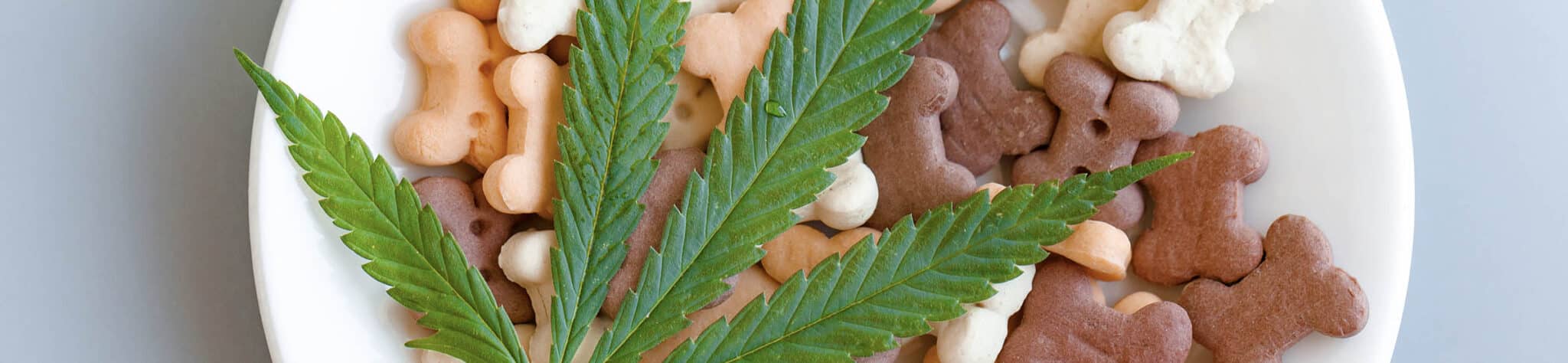 Cbd pour animaux | cbd production