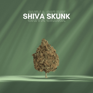 SHIVA SKUNK