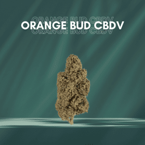 ORANGE BUD