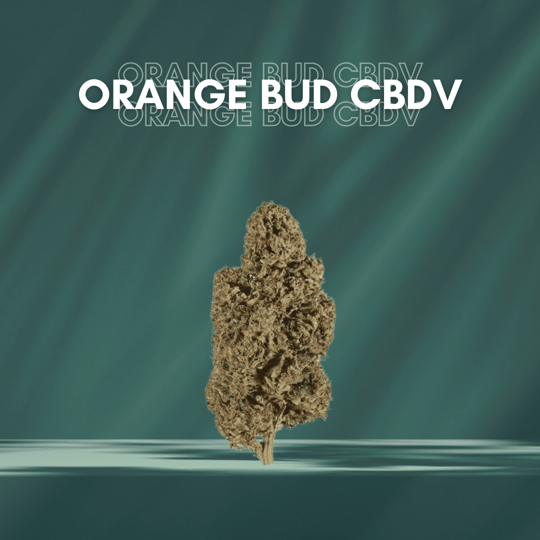 Orange bud