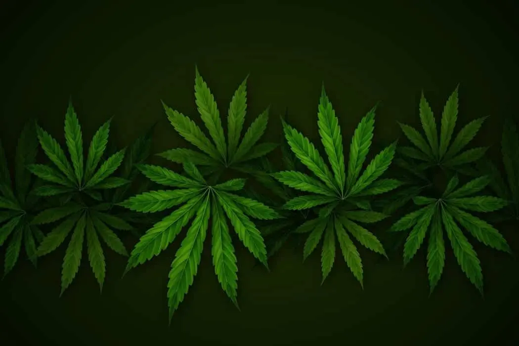 Fleurs de cbd